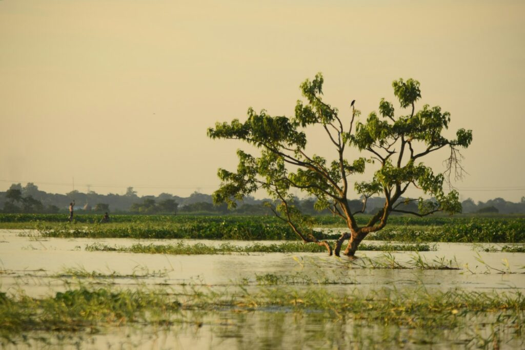 A lone tree in a flooded field in Bangladesh